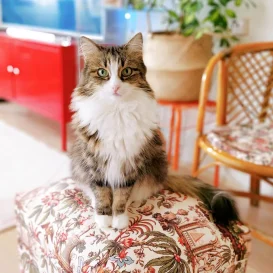 Pati Dostu Kumaş Nedir